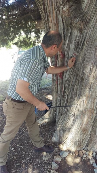 İL MÜDÜRLÜĞÜMÜZE ANIT AĞAÇLARIN YAŞININ TESPİTİ İÇİN ARTIM BURGUSU ALINDI.