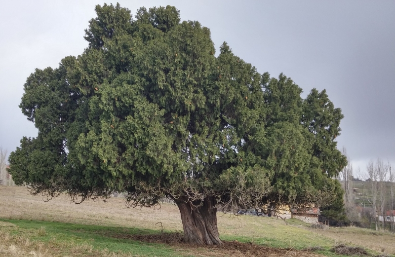 TEPEBAŞI İLÇESİ DANİŞMENT MAHALLESİNDE BULUNAN BOYLU ARDIÇ AĞACI TESCİLLENMİŞTİR