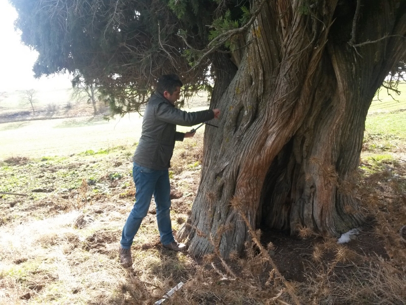 TEPEBAŞI İLÇESİ DANİŞMENT MAHALLESİNDE BULUNAN BOYLU ARDIÇ AĞACI TESCİLLENMİŞTİR