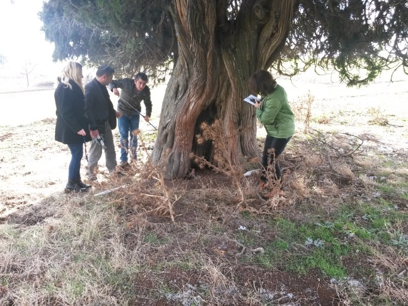 TEPEBAŞI İLÇESİ DANİŞMENT MAHALLESİNDE BULUNAN BOYLU ARDIÇ AĞACI TESCİLLENMİŞTİR