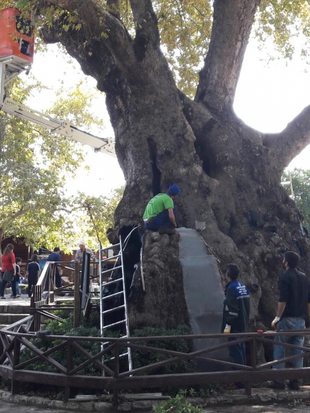 İlimizde Bulunan Asırlık Anıt Ağaçlara  İl Müdürlüğümüzce Restorasyon, İlaçlama ve Budama Yaptırıldı.