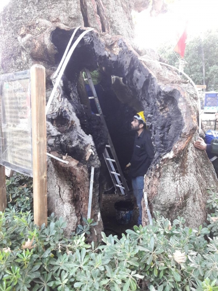 İlimizde Bulunan Asırlık Anıt Ağaçlara  İl Müdürlüğümüzce Restorasyon, İlaçlama ve Budama Yaptırıldı.