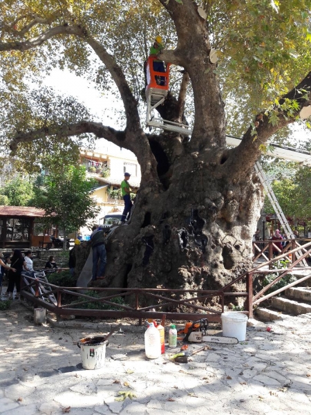 İlimizde Bulunan Asırlık Anıt Ağaçlara  İl Müdürlüğümüzce Restorasyon, İlaçlama ve Budama Yaptırıldı.