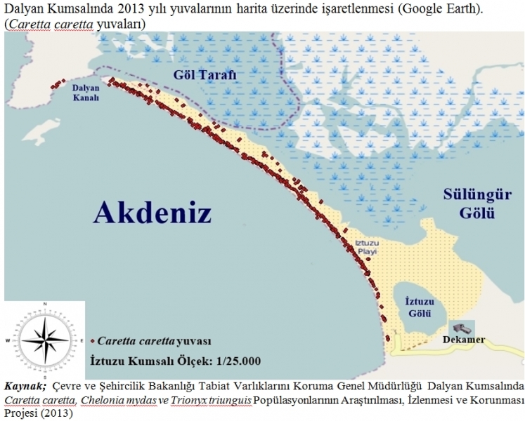 IUCN'den Caretta Caretta ile İlgili Türkiye'ye İyi Haber