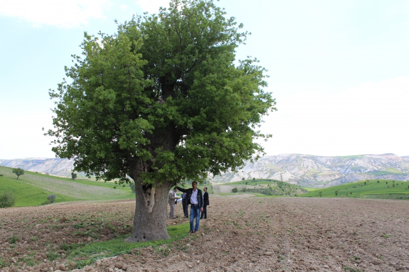 Şanlıurfa Tabiat Varlıklarını Koruma Şube Müdürlüğü Adıyaman İli Ve İlçelerin de incelemeler de bulundu.