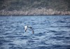 KAŞ-KEKOVA ÖZEL ÇEVRE KORUMA BÖLGESİ DENİZEL YÖNETİM PLANI TAMAMLANDI