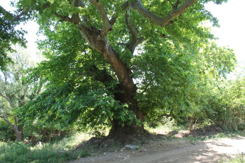 TABİAT VARLIKLARININ KORUNMASI