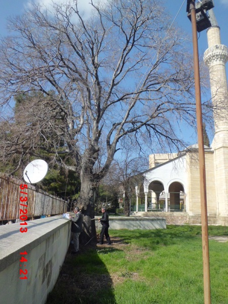 İLİMİZDEKİ ANIT AĞAÇLARIN ENVANTER ÇALIŞMASI BAŞLADI