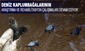 Deniz Kaplumbağalarının Araştırma Ve Rehabilitasyon Çalışmaları Devam Ediyor