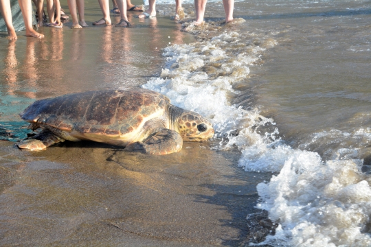 Tedavisi Tamamlanan Caretta Carettalar Denizle Buluştu