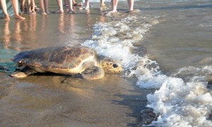 Tedavisi Tamamlanan Caretta Carettalar Denizle Buluştu