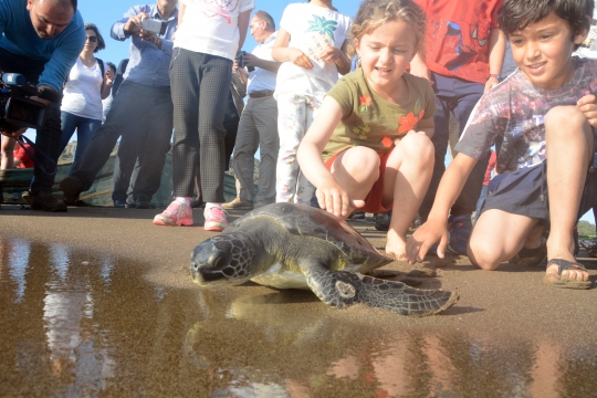 Tedavisi Tamamlanan Caretta Carettalar Denizle Buluştu