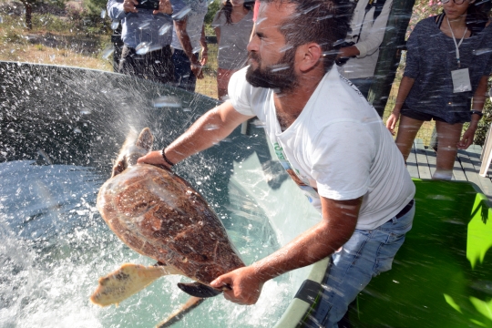 Tedavisi Tamamlanan Caretta Carettalar Denizle Buluştu