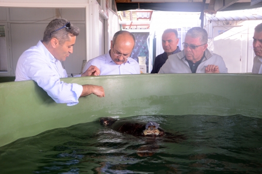Tedavisi Tamamlanan Caretta Carettalar Denizle Buluştu