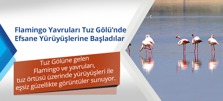 Flamingo Yavruları Tuz Gölünde Efsane Yürüyüşlerine Başladılar