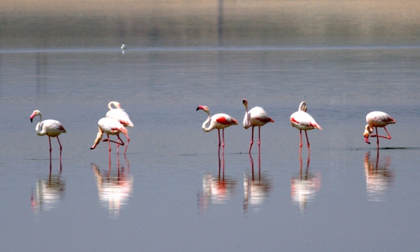 Flamingo Yavruları Tuz Gölünde Efsane Yürüyüşlerine Başladılar