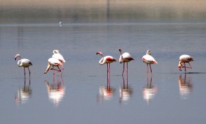 Flamingo Yavruları Tuz Gölünde Efsane Yürüyüşlerine Başladılar