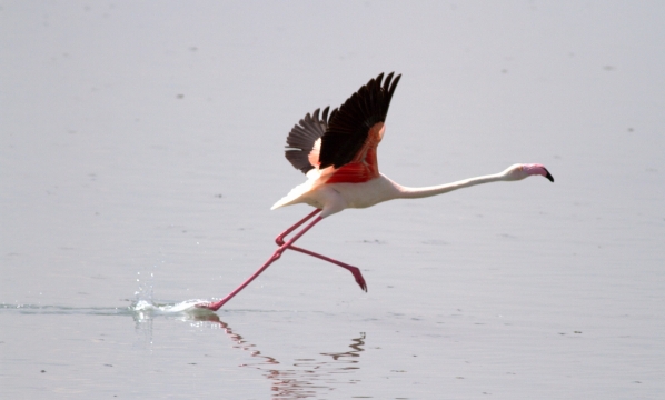 Flamingo Yavruları Tuz Gölünde Efsane Yürüyüşlerine Başladılar