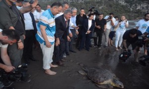 Caretta Carettalar Denizle Buluştu