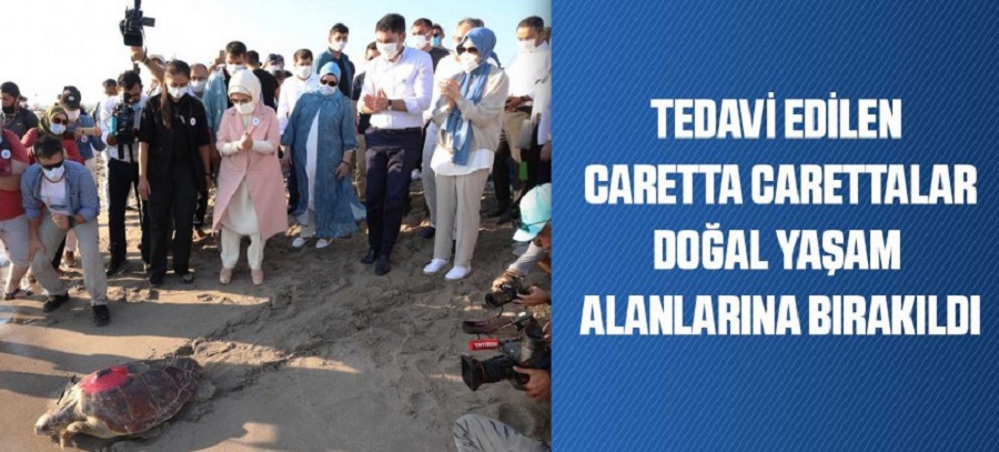 TEDAVİ EDİLEN CARETTA CARETTALAR DOĞAL YAŞAM ALANLARINA BIRAKILDI