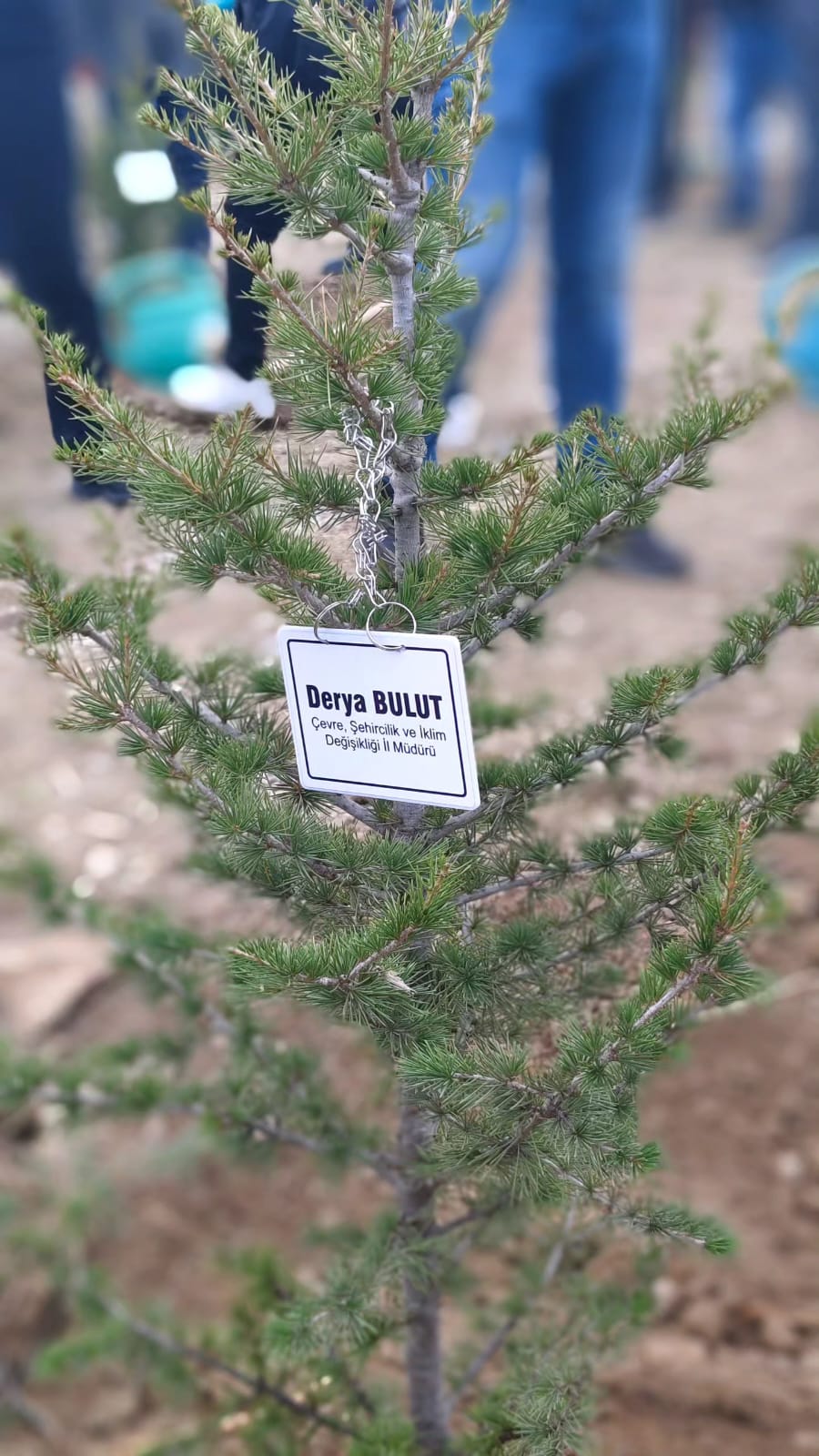 İl Müdürümüz Derya BULUT, 11 Kasım Millî Ağaçlandırma Günü dolayısıyla düzenlenen fidan dikimi etkinliğine katılım sağladı.