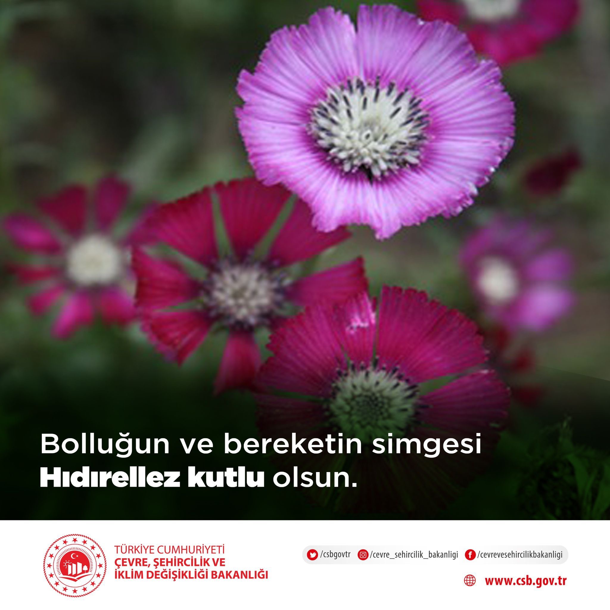 Sevgi Çiçeği  (Centaurea tchihatcheffii), dünyada sadece Gölbaşı Özel Çevre Koruma Bölgesi içerisinde Ankara Mogan Gölü çevresinde yetişmektedir.