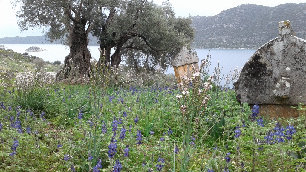 Kaş-Kekova Biyolojik Çeşitlilik Araştırma Proje Çalışması