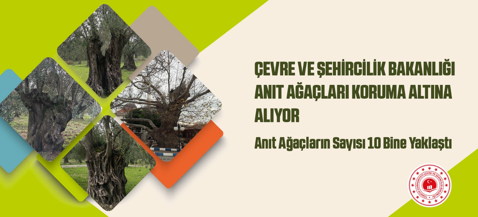 Çevre ve Şehircilik Bakanlığı Anıt Ağaçları Koruma Altına Alıyor