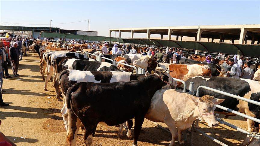 Alınan Önlemlerle Kurban Bayramında Çevre Kirliliği Önlenecek