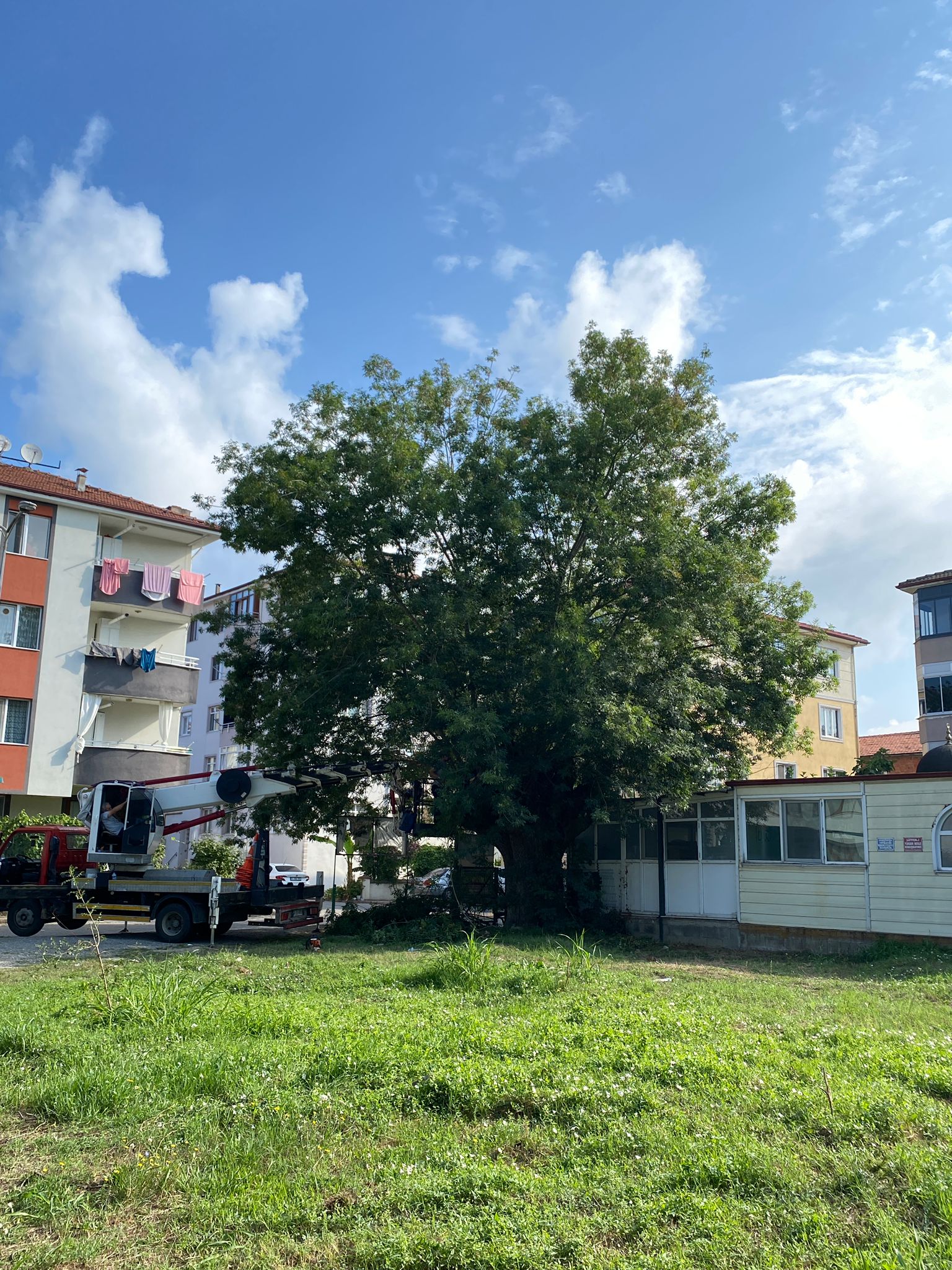 Bakanlığımız ''Tabiat Varlıklarını Koruma Genel Müdürlüğü'' Tarafından Anıt Ağaçların Bakım ve Rehabilitasyon İşlemlerine Başlanılmıştır.