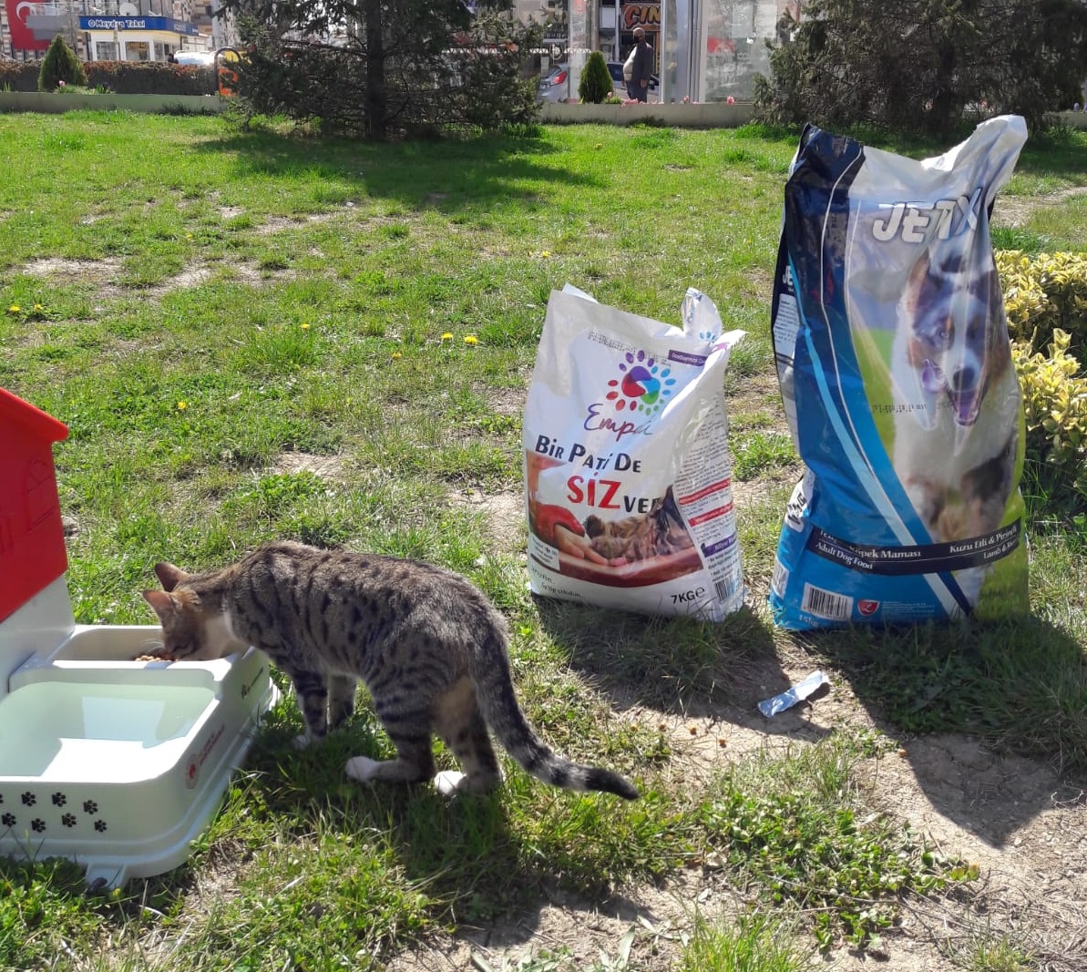 Koronavirüsle Mücadele Tedbirleri Kapsamında Sokak Hayvanları İçin İl Müdürlüğümüzce Çalışmalar Yapıldı.