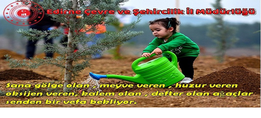 Ağaç, Geçmişi Geleceğe Bağlar