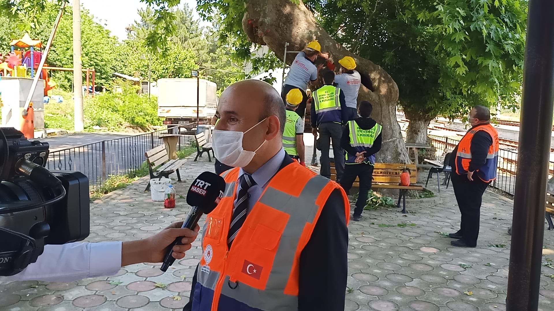 Anıt Ağaçların Bakım ve Rehabilitasyon Çalışmaları Devam Ediyor