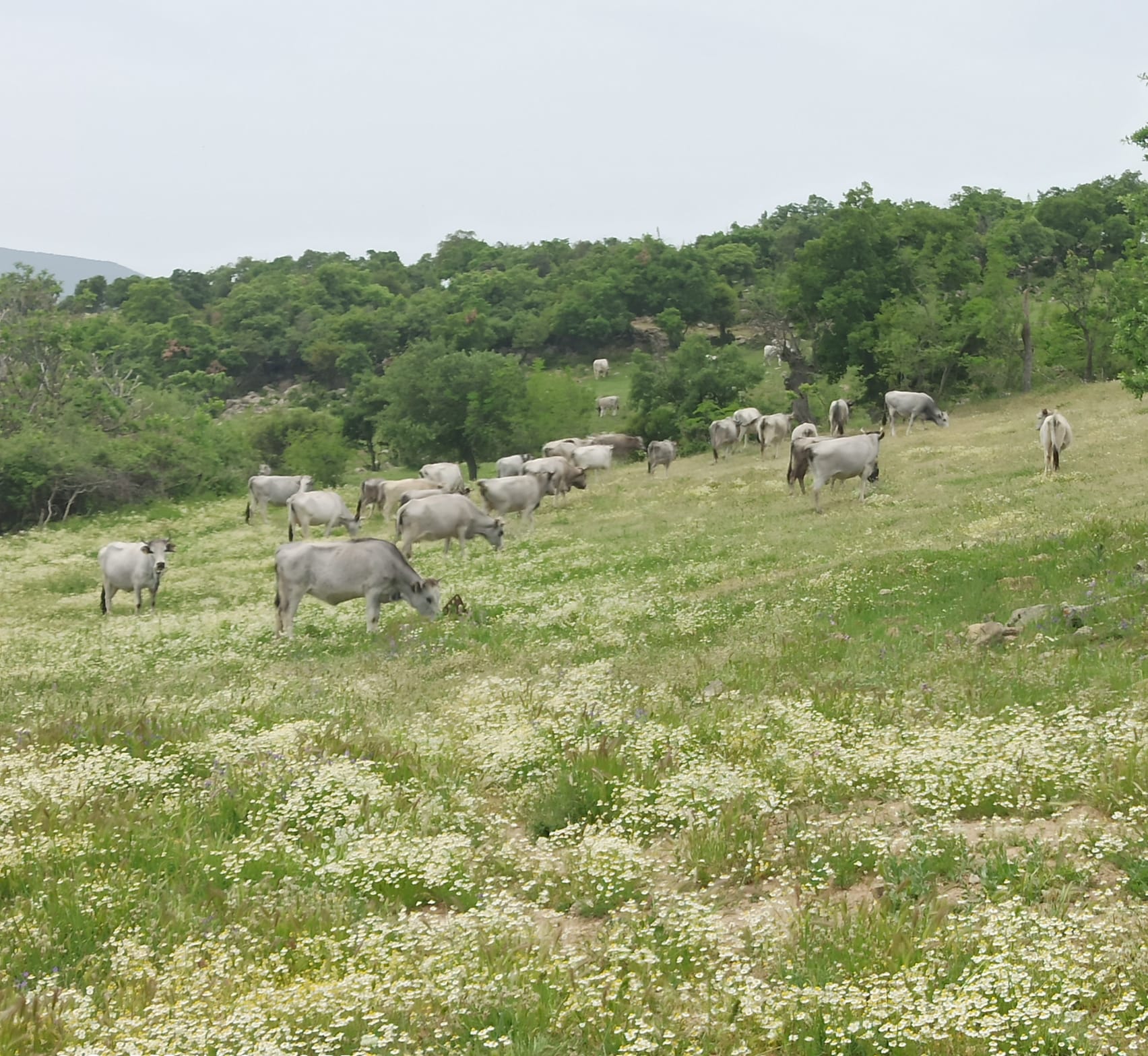 Çandır Köyü  