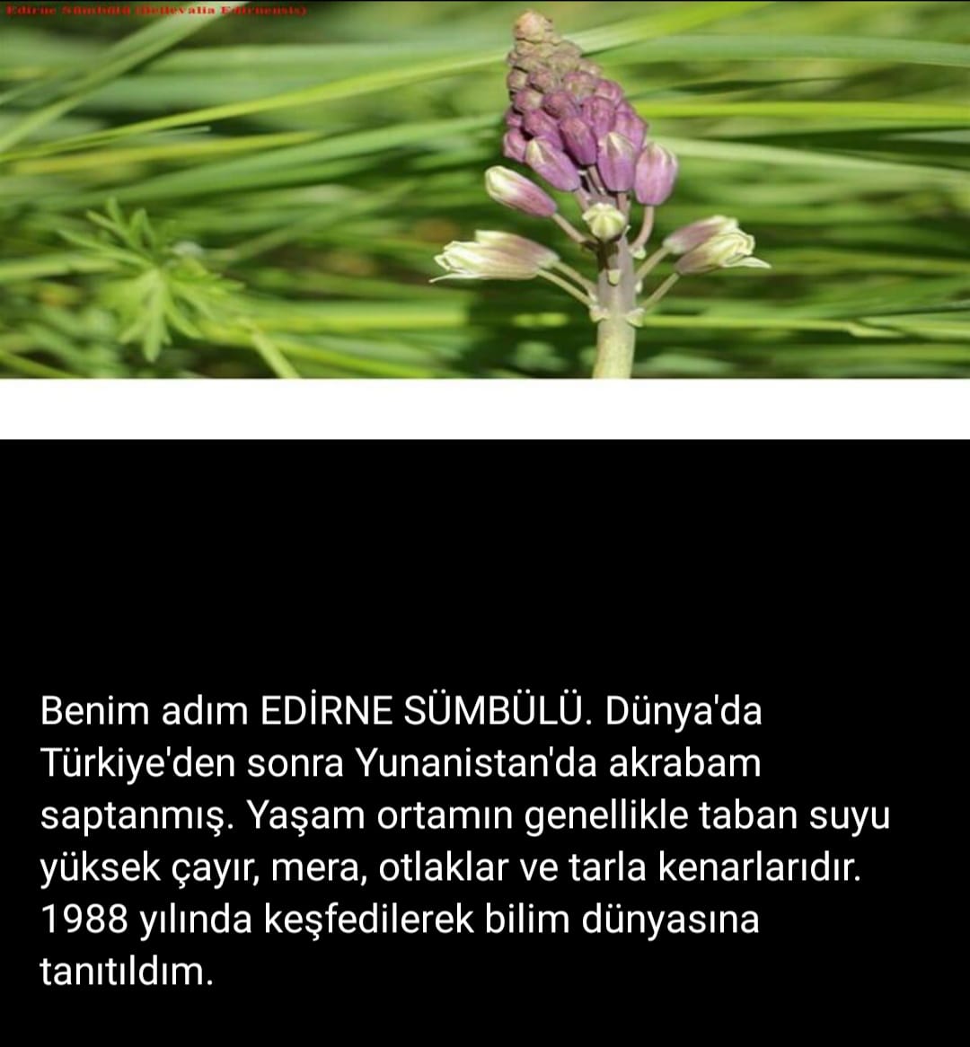 Edirne Tabiat Varlıklarını Koruma Bölge Komisyonunun 151 No'lu Toplantısı 25.05.2021 Tarihinde  Gerçekleştirildi