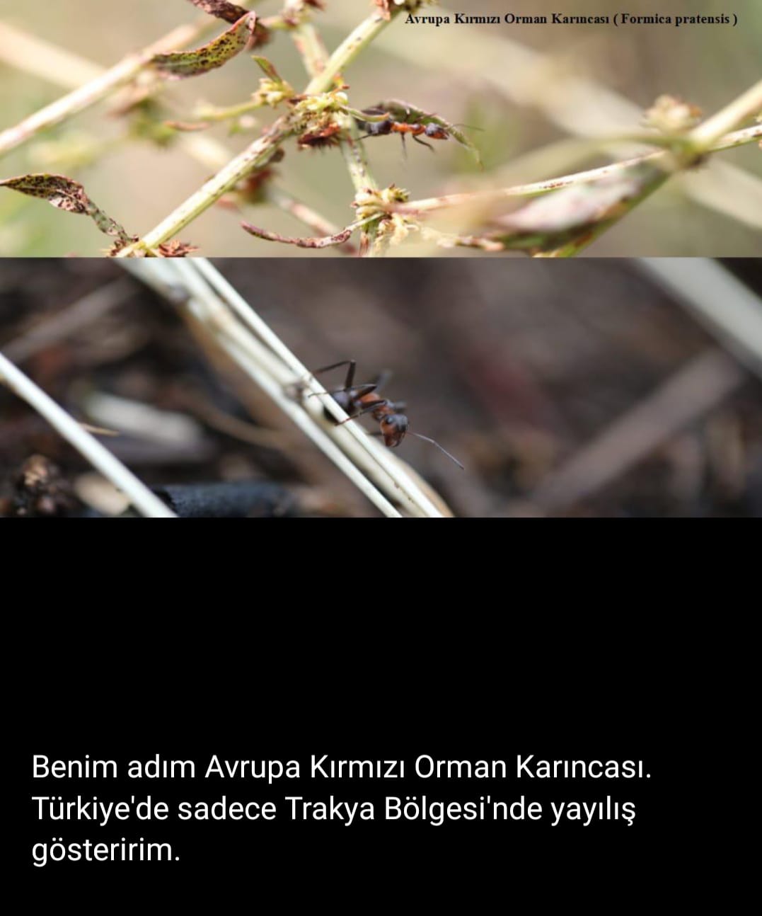 Edirne Tabiat Varlıklarını Koruma Bölge Komisyonunun 151 No'lu Toplantısı 25.05.2021 Tarihinde  Gerçekleştirildi