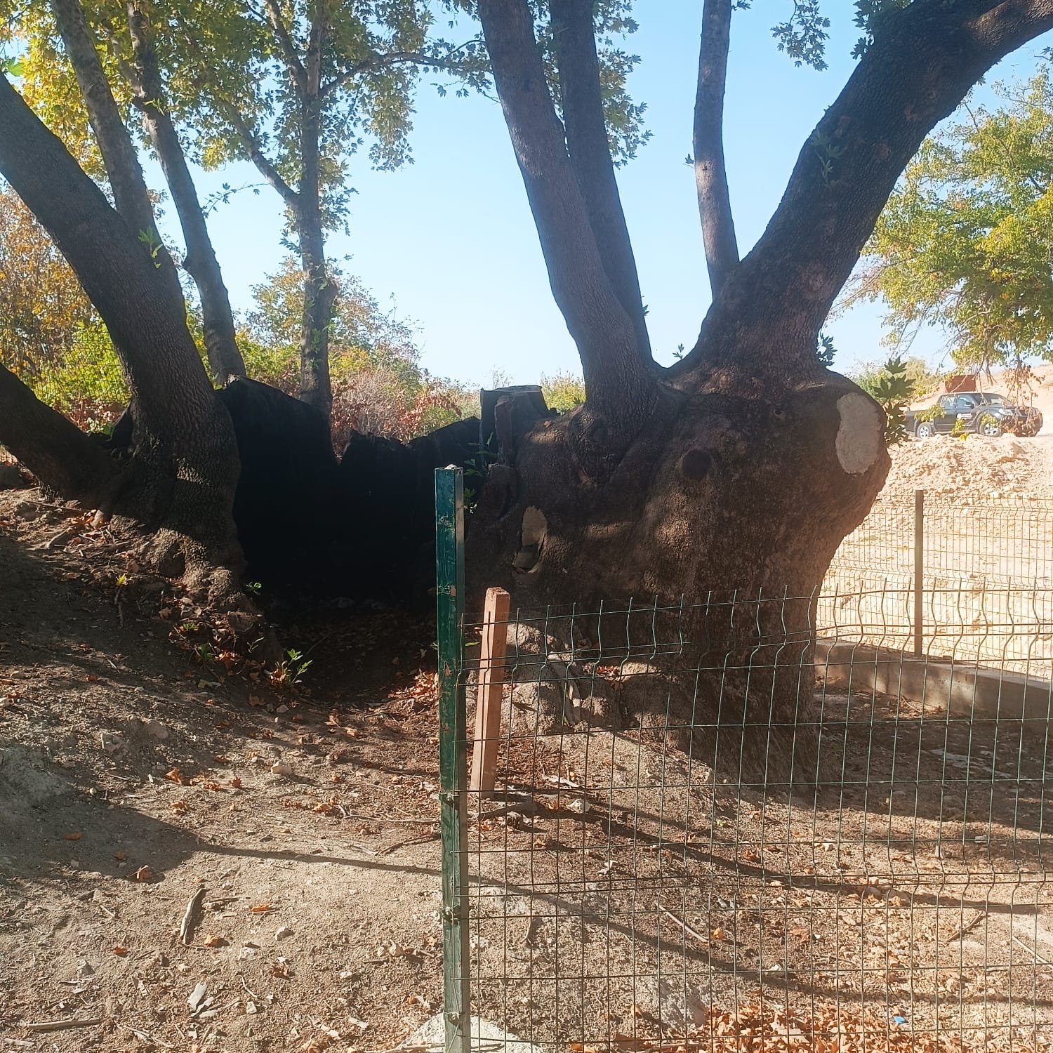 İl Müdürlüğüm sorumluluk alanı içerisinde tescil edilmiş Anıt Ağaçlar ile ilgili bakım onarım ve denetimler devam etmektedir.