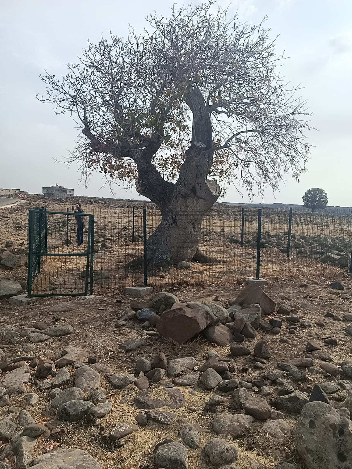 İl Müdürlüğüm sorumluluk alanı içerisinde tescil edilmiş Anıt Ağaçlar ile ilgili bakım onarım ve denetimler devam etmektedir.