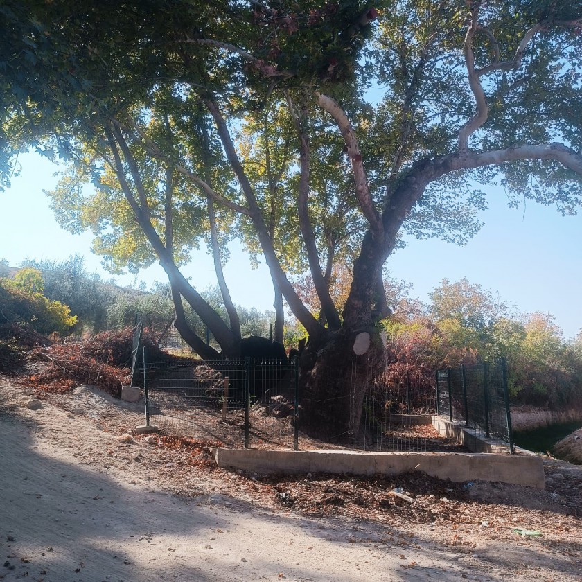 İl Müdürlüğünün sorumluluk alanı içerisinde tescil edilmiş 'Anıt Ağaçlar' ile ilgili bakım, onarım ve denetimler devam etmektedir.