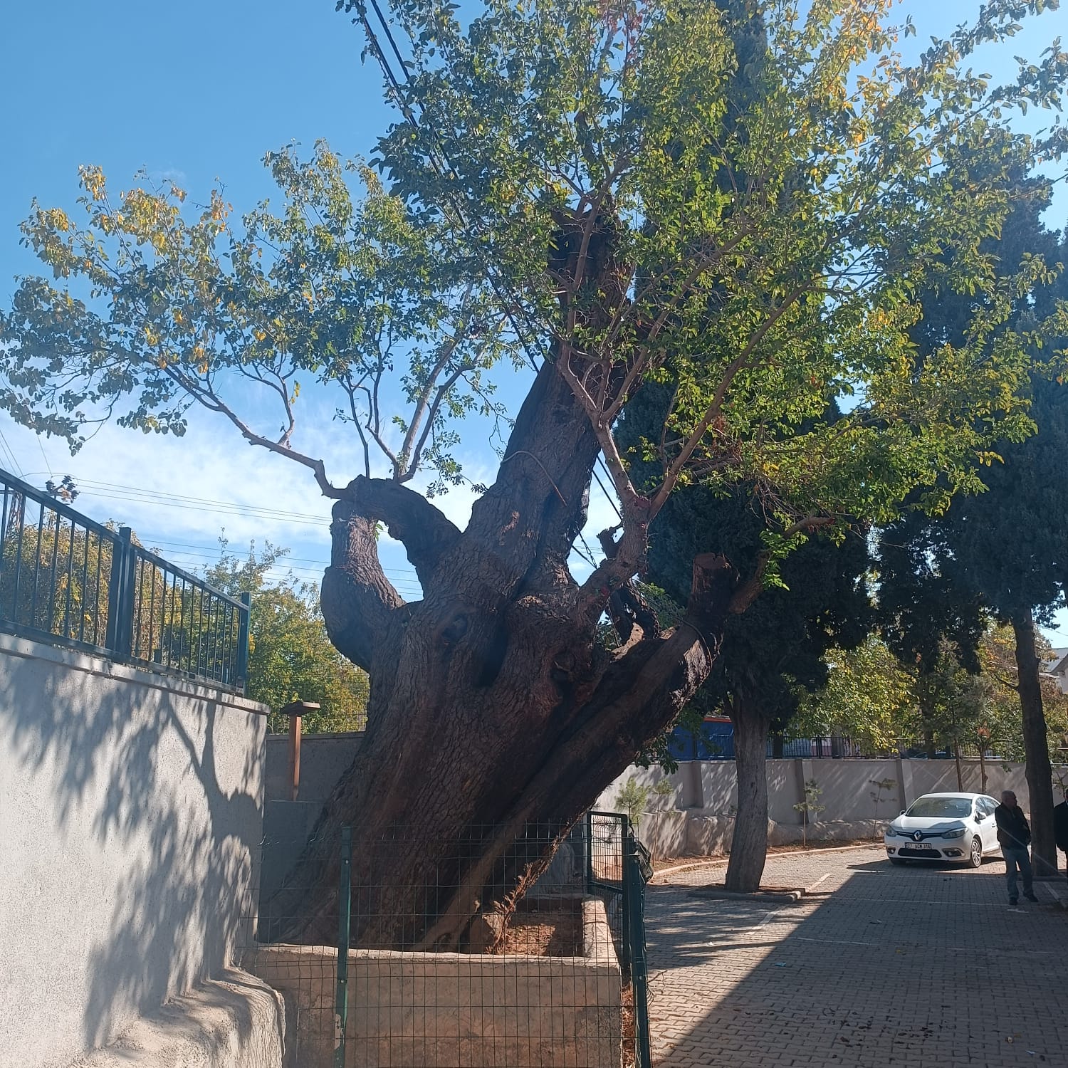İl Müdürlüğüm sorumluluk alanı içerisinde tescil edilmiş Anıt Ağaçlar ile ilgili bakım onarım ve denetimler devam etmektedir.