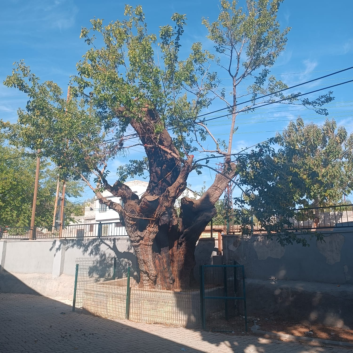 İl Müdürlüğüm sorumluluk alanı içerisinde tescil edilmiş Anıt Ağaçlar ile ilgili bakım onarım ve denetimler devam etmektedir.