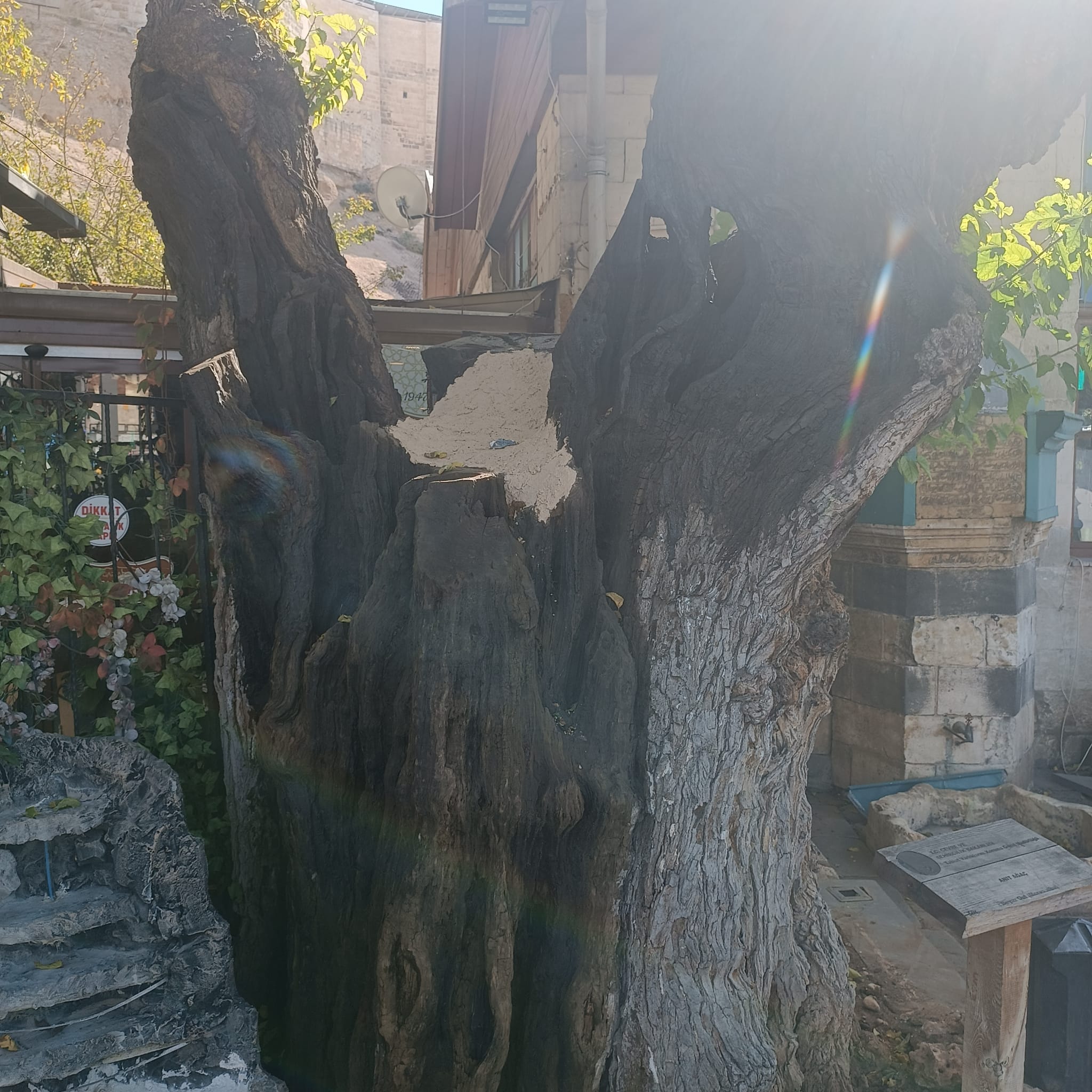 İl Müdürlüğüm sorumluluk alanı içerisinde tescil edilmiş Anıt Ağaçlar ile ilgili bakım onarım ve denetimler devam etmektedir.