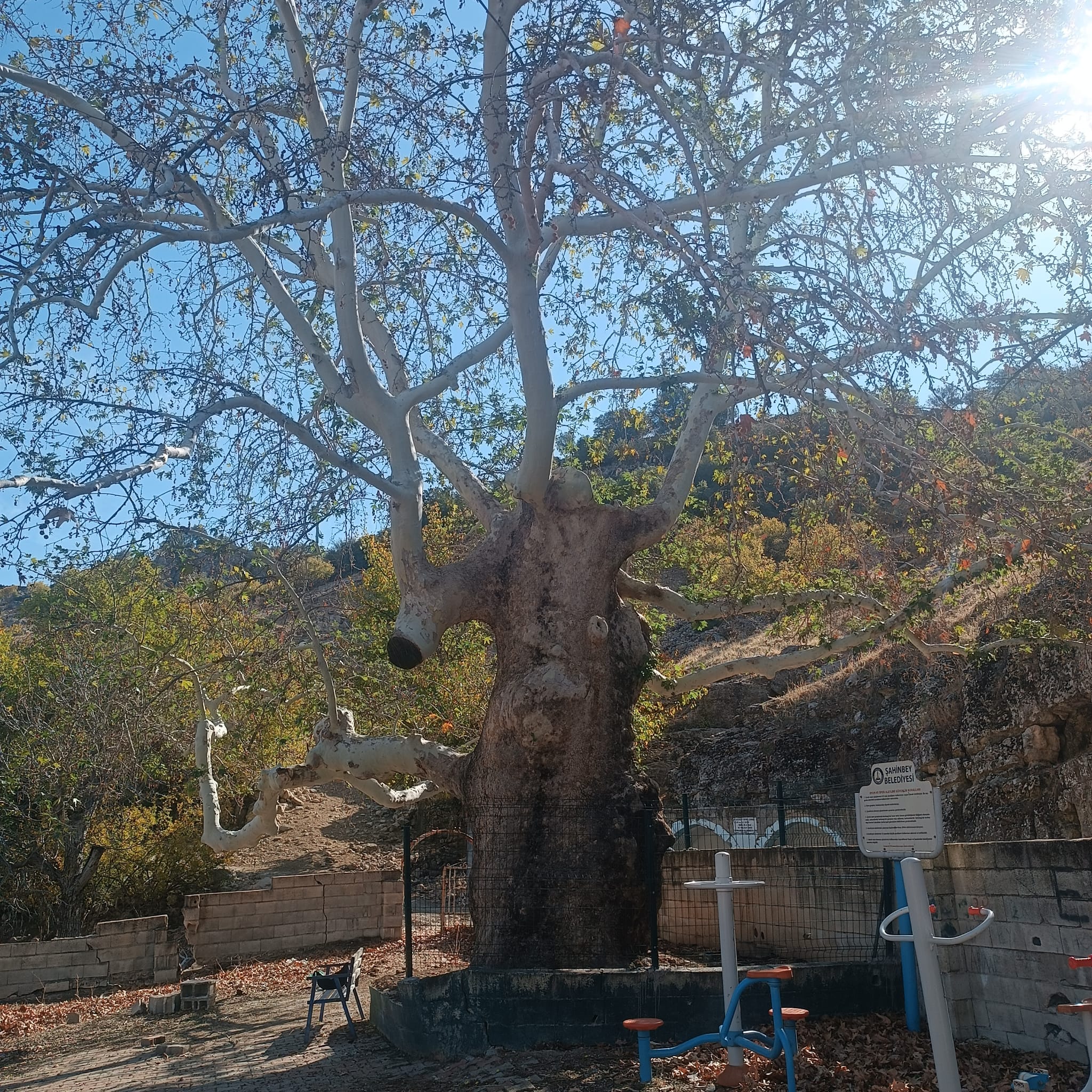 İl Müdürlüğüm sorumluluk alanı içerisinde tescil edilmiş Anıt Ağaçlar ile ilgili bakım onarım ve denetimler devam etmektedir.