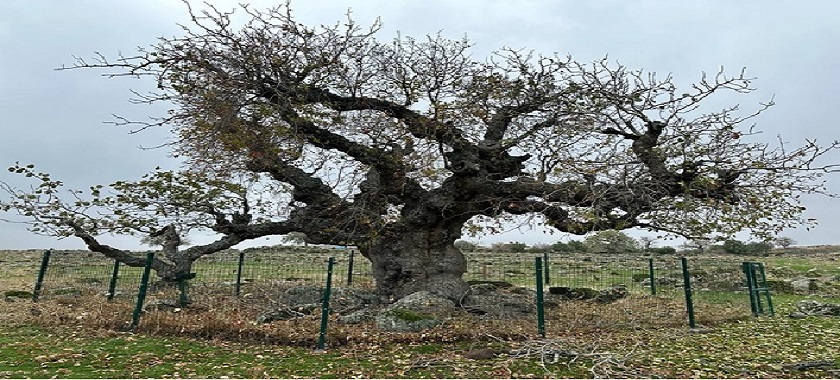 Ülkemizin En Yaşlı Antep Fıstığı Anıt Ağaçlarına Bakım Çalışmaları Yapıldı.