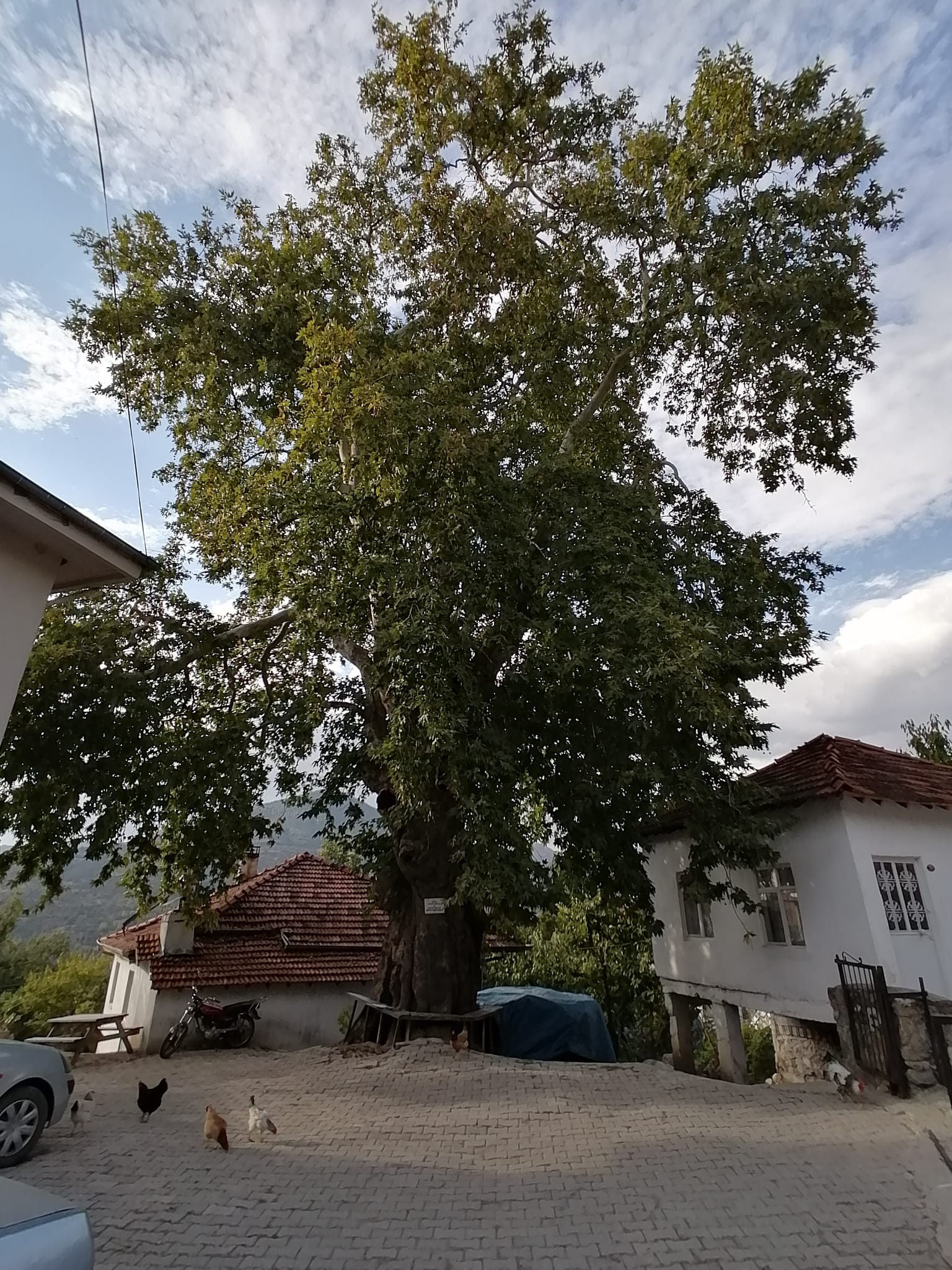 ANIT AĞAÇ TESPİT ÇALIŞMALARIMIZ DEVAM EDİYOR