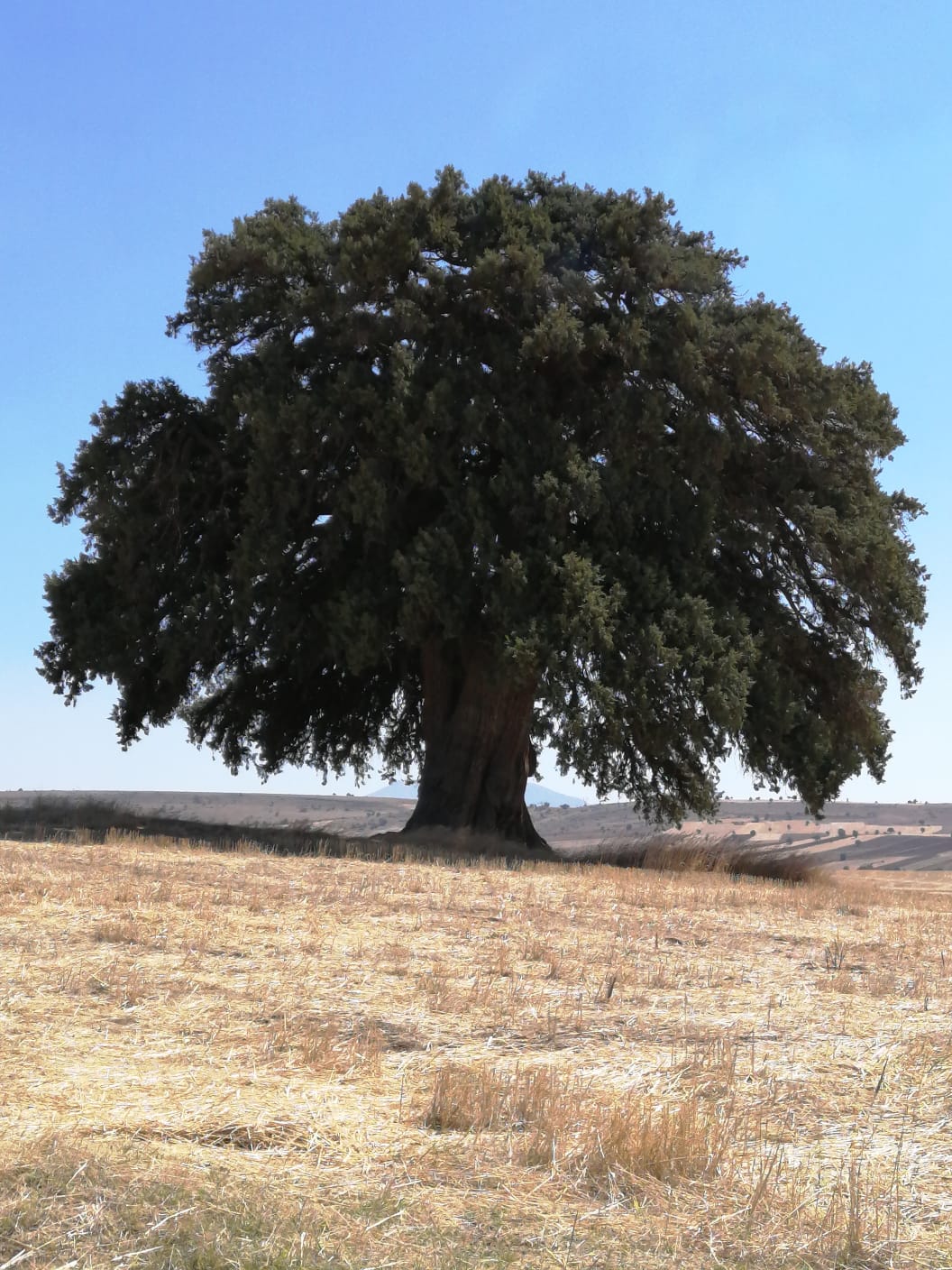 ANIT AĞAÇLARIMIZLA İLGİLİ TESPİTLERİMİZ DEVAM EDİYOR