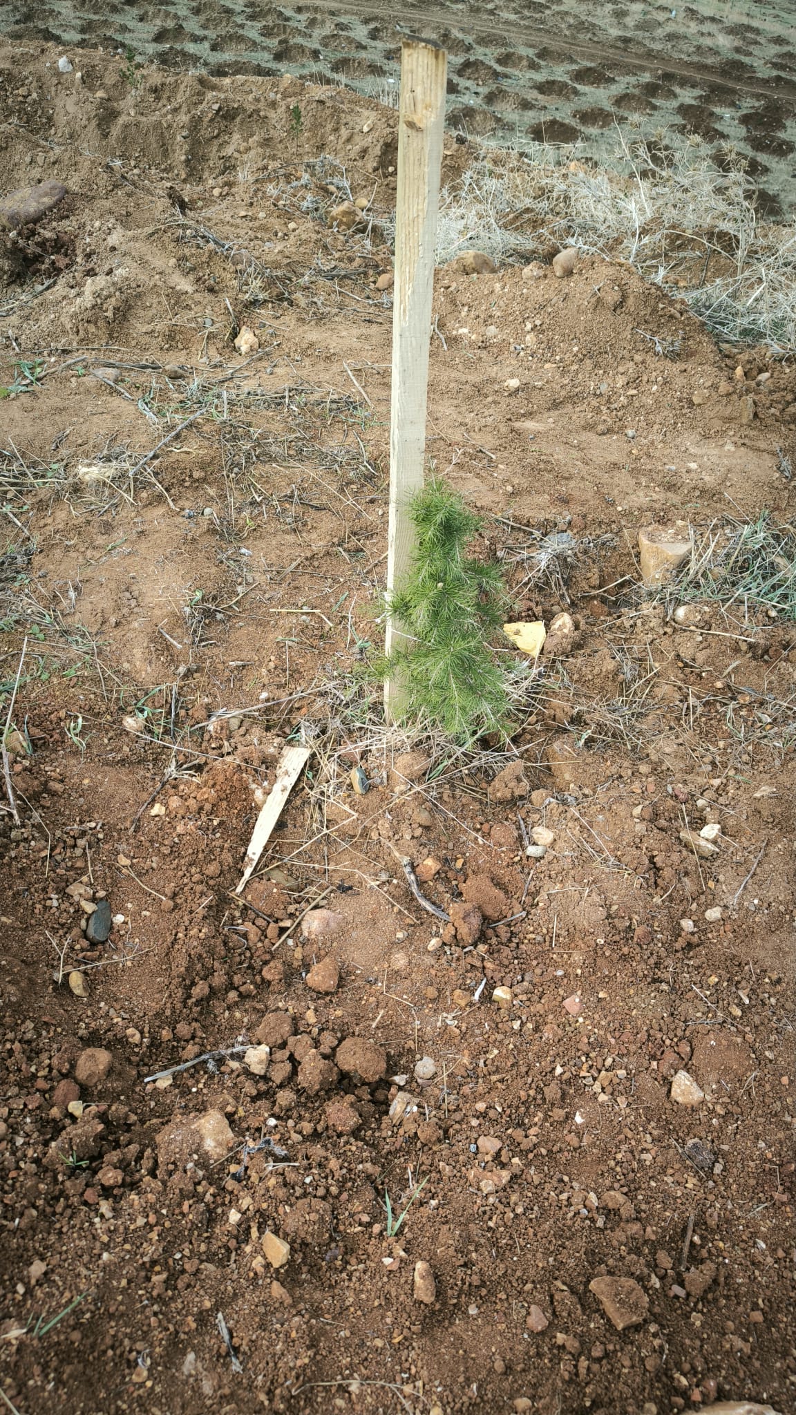 KSÜ KARBON YUTAK ALANI TESİSİ FAALİYETE GEÇMİŞTİR