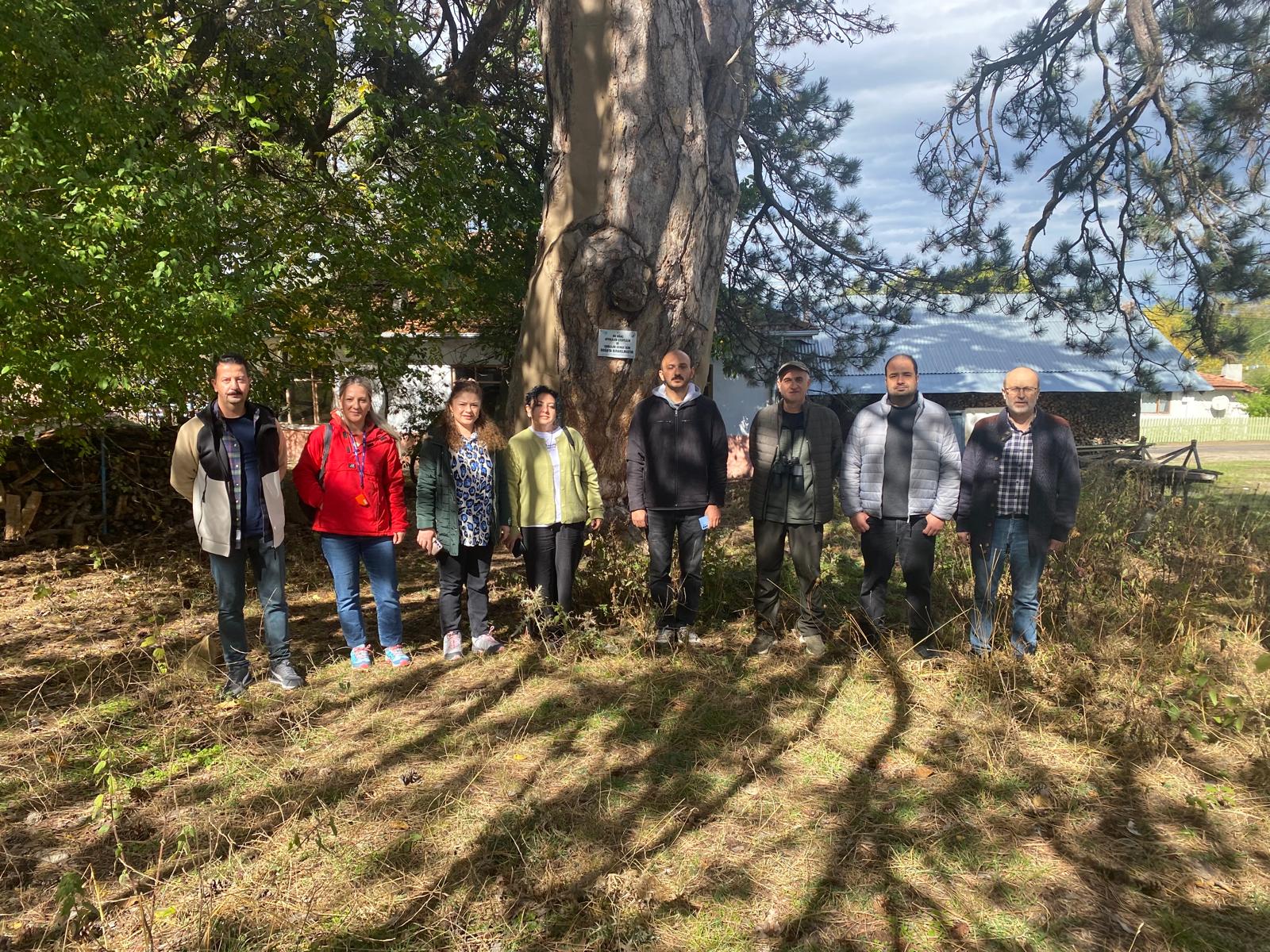 KIYIK KÖYÜ’NDEKİ 860 YAŞINDAKİ ANIT KARAÇAMIN KURUMA DURUMU BİLİMSEL OLARAK İNCELENİYOR