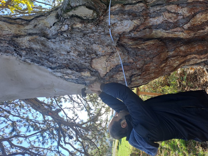 KIYIK KÖYÜ’NDEKİ 860 YAŞINDAKİ ANIT KARAÇAMIN KURUMA DURUMU BİLİMSEL OLARAK İNCELENİYOR