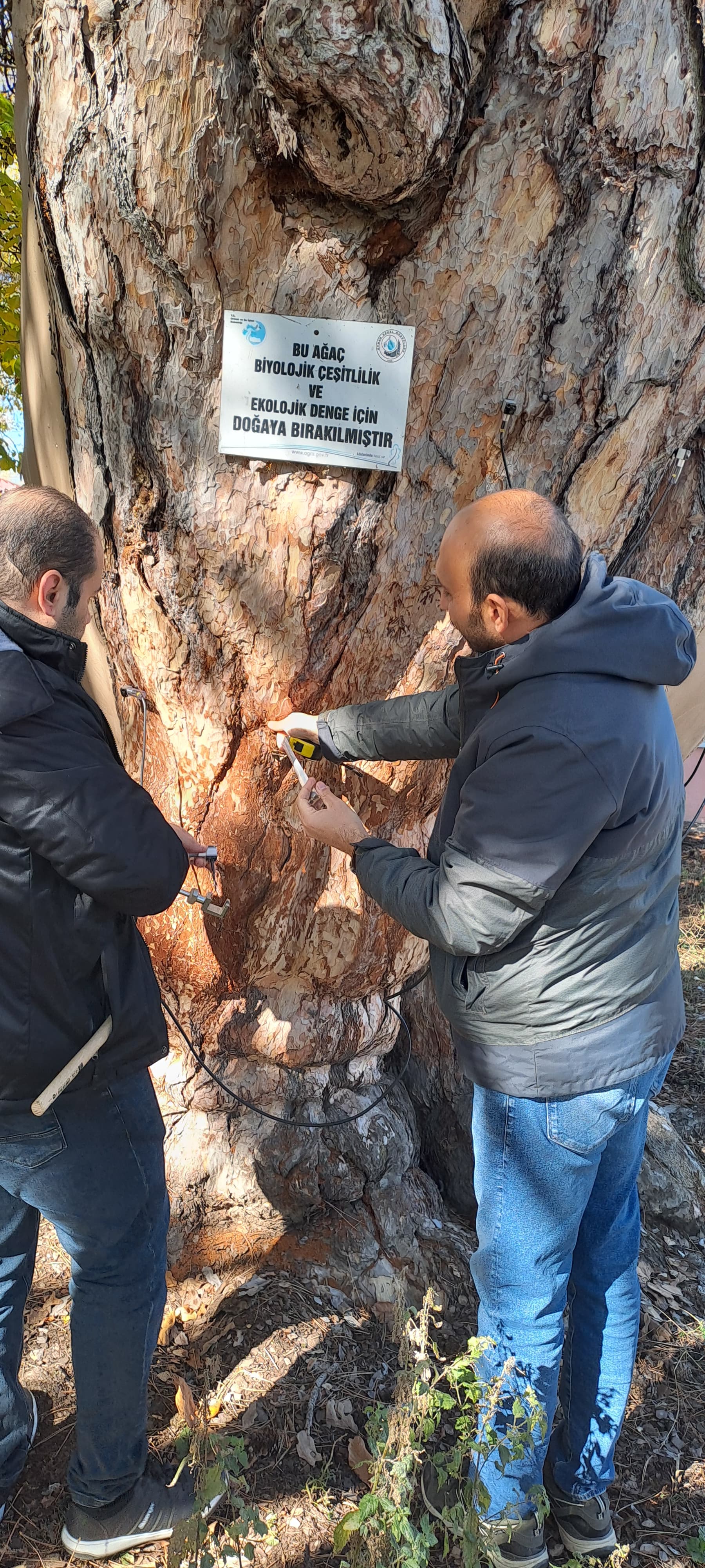 KIYIK KÖYÜ’NDEKİ 860 YAŞINDAKİ ANIT KARAÇAMIN KURUMA DURUMU BİLİMSEL OLARAK İNCELENİYOR